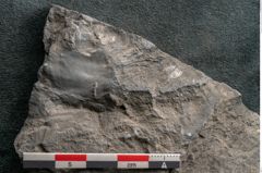 Foto (Detailansicht) von Lepidostrobus variabilis Lindley et Hutton (NHMW-GEO-2024-0188-11286)